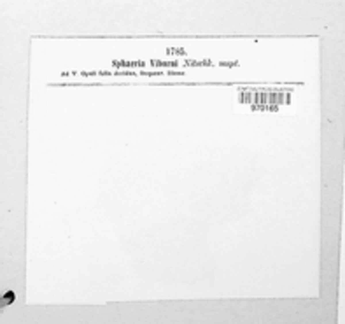 Mycosphaerella viburni image